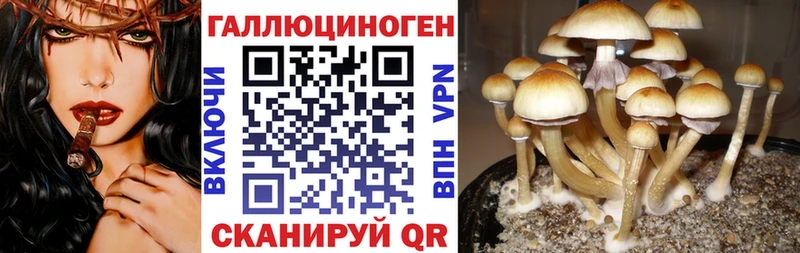 Галлюциногенные грибы GOLDEN TEACHER  Купить закладки  Клин 